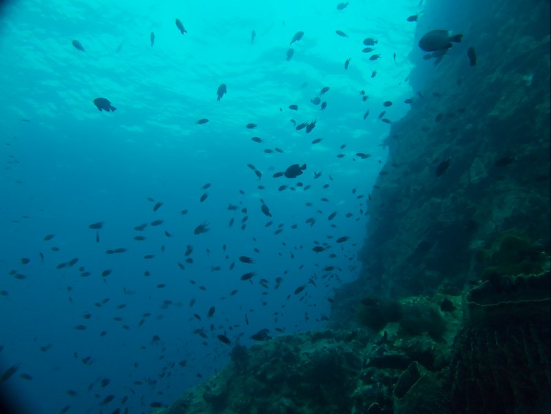 Underwater Scene, Natural Light